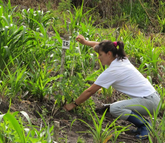 reconocimiento-a-las-tesis-docente-maria-udenar-periodico