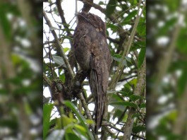 nyctibius-grandis-udenar-periodico