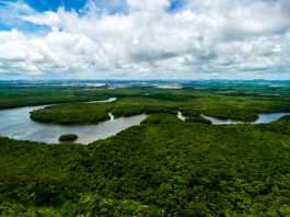 https://periodico.udenar.edu.co/wp-content/uploads/2018/04/Amazonia.png