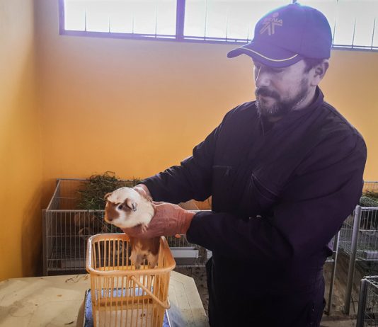 https://periodico.udenar.edu.co/wp-content/uploads/2019/02/produccion-cuy-sena-narino-udenar-periodico.jpg