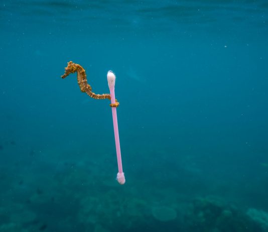 https://periodico.udenar.edu.co/wp-content/uploads/2019/05/contaminación-por-plastico-.jpg