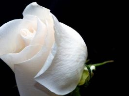 https://periodico.udenar.edu.co/wp-content/uploads/2019/07/condolencias-.jpg